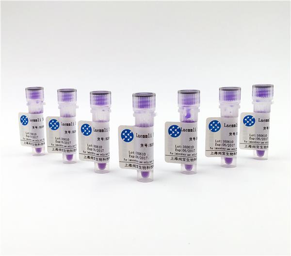 Laemmli sample buffer（2×）